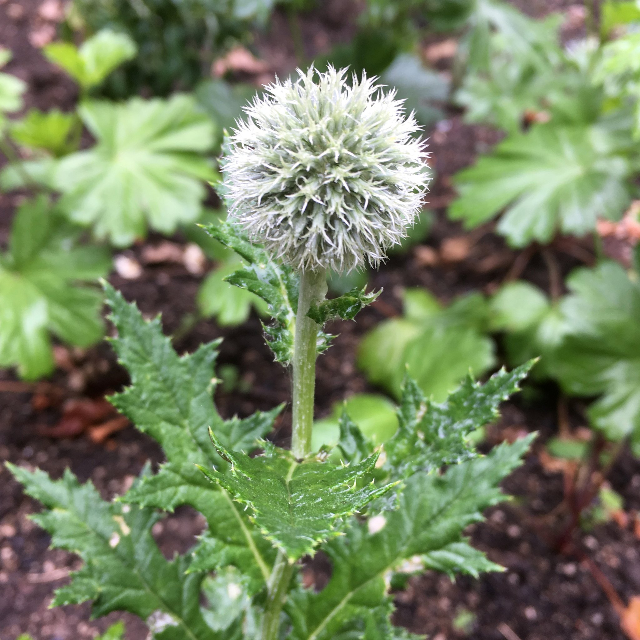 Echinops bannaticus 'Star Frost'